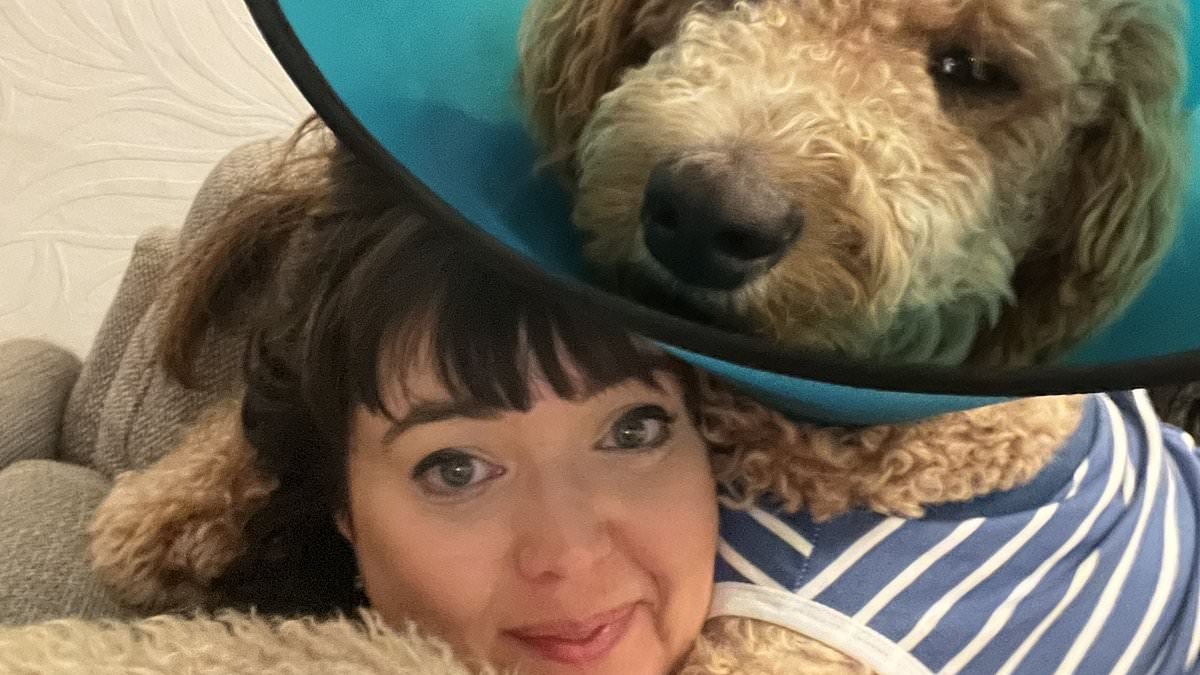 Couple who thought they had bought Cockapoo puppy discover it is actually a 7 stone Bernese Mountain Dog