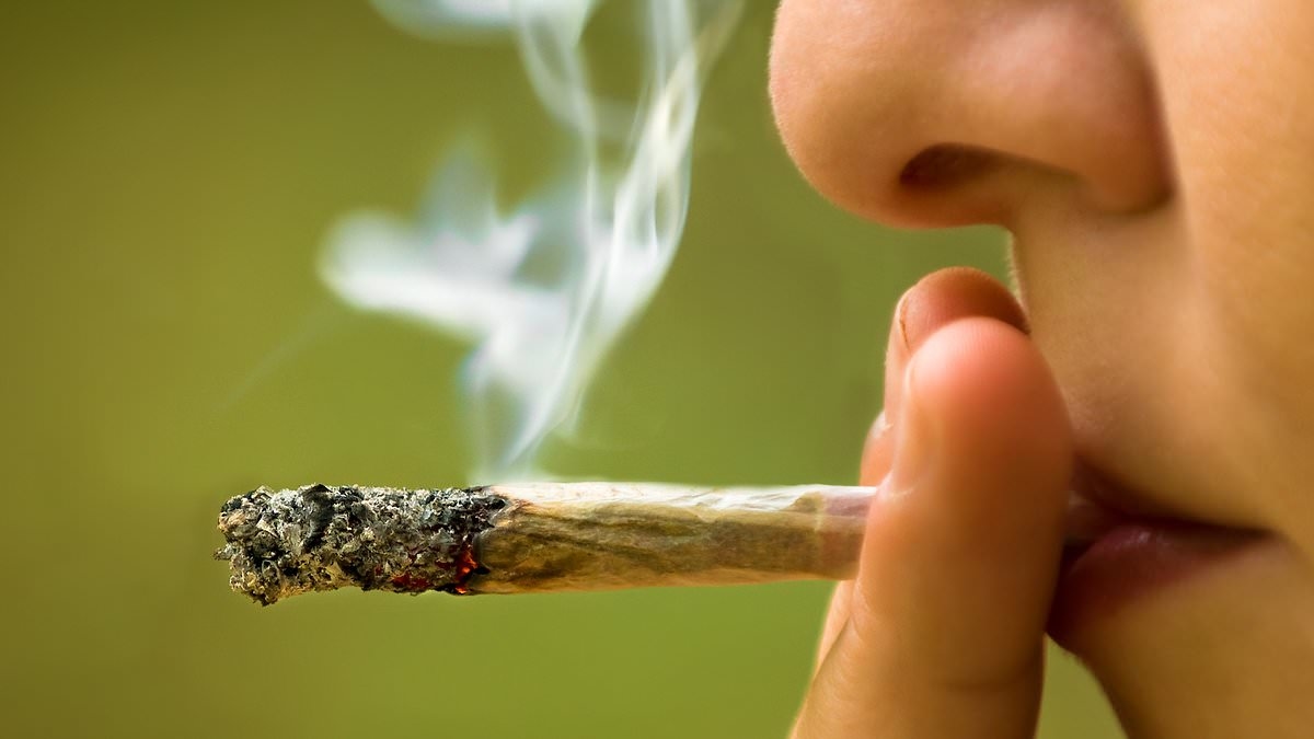 Police are AFRAID to stop and search suspected cannabis users, officers say