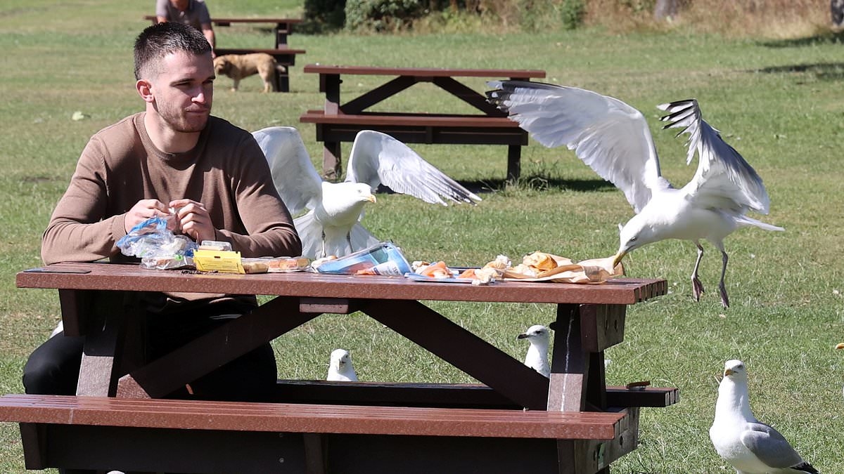 Gull La Carte! Dive-bombing seagulls in South Shields now targeting posh food and fine dining dishes