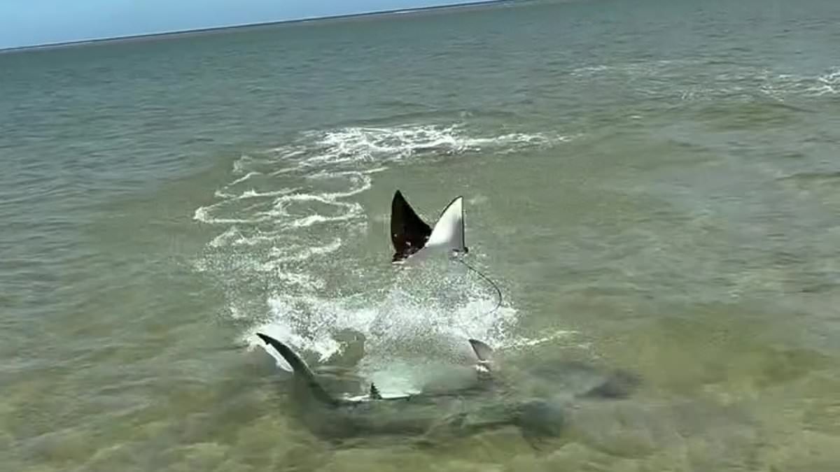 Jaw-dropping moment ray launches itself out of the water to avoid hammerhead shark after being chased into the shallows