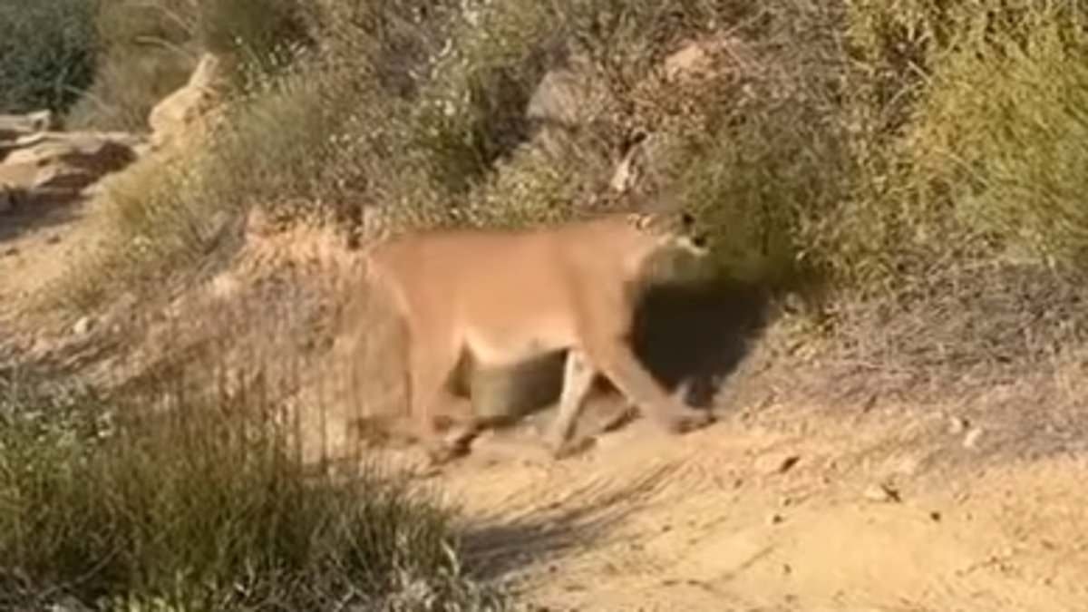 Hiker's video shows exactly what to do if confronted by a lion