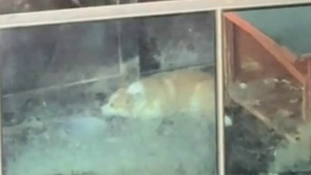 BREAKING NEWS Major update after clip of a corgi on a balcony outraged the nation