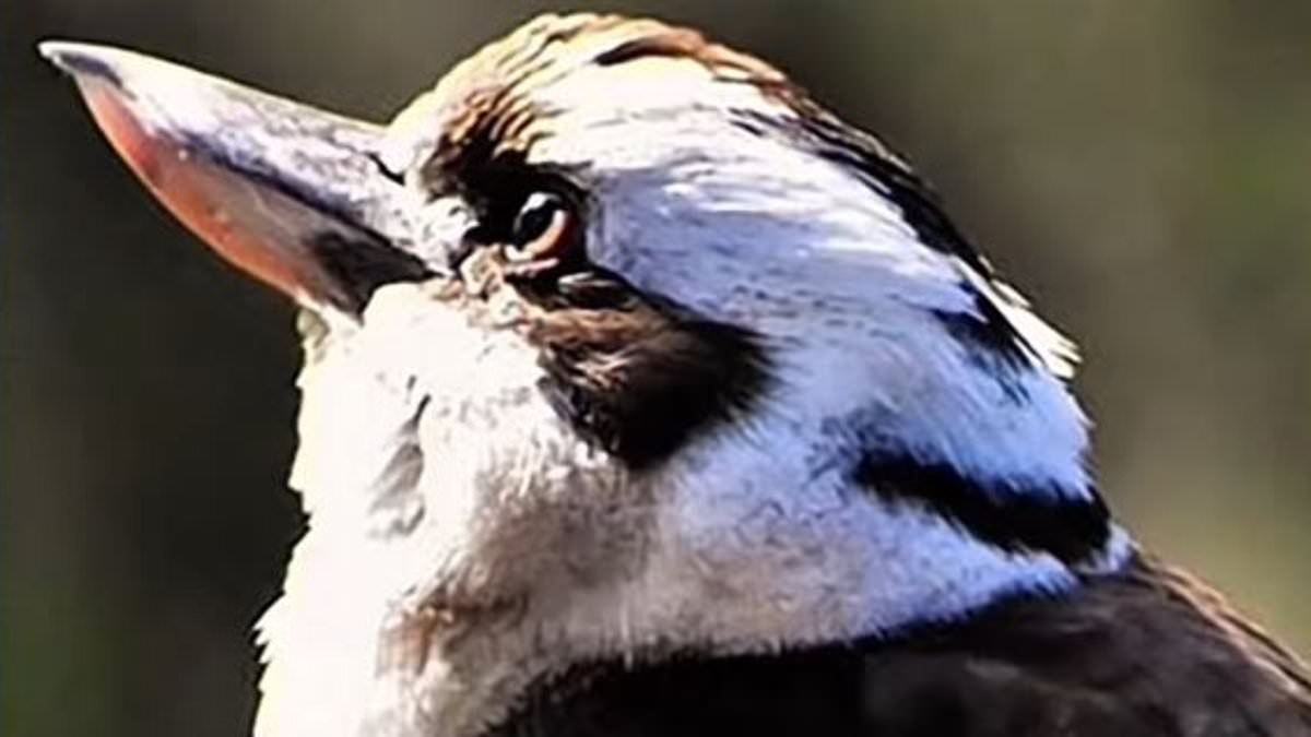 Can YOU see two animals? This photo of a kookaburra has a second creature hidden in it - so, can you spot it?