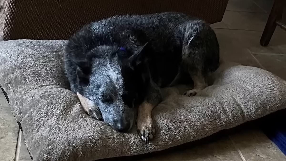Miraculous way dog survived biblical Texas floods as he's reunited with family