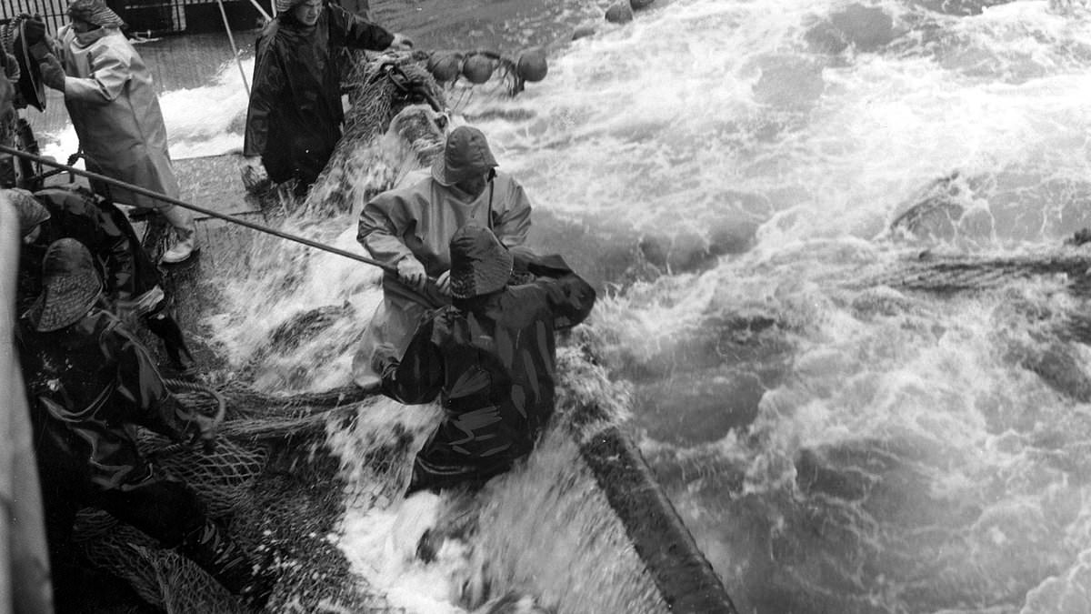 Britain's North Sea fishermen are set to be 'decolonised' - as Grimsby fishing museum plans to probe links with slavery, colonialism and racism