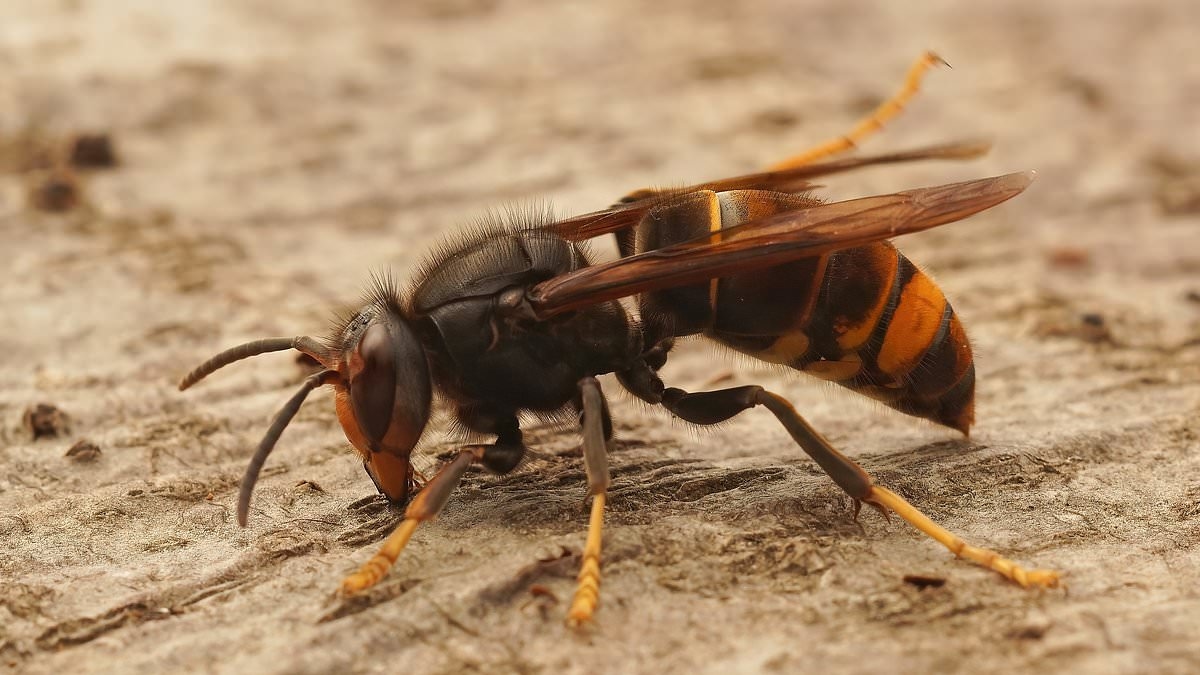 There really ARE more wasps this year! Driest spring in 132 years plus summer heat has boosted number of colonies, experts say