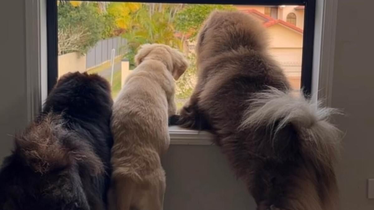 Dog picture posted to Instagram costs an Australian woman $50,000