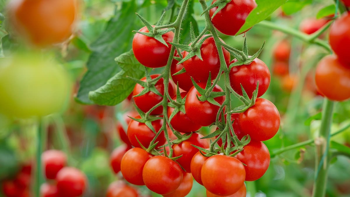Food safety chiefs issue warning on tomatoes as salad favourite is linked to deadly infection that left more than a dozen hospitalised