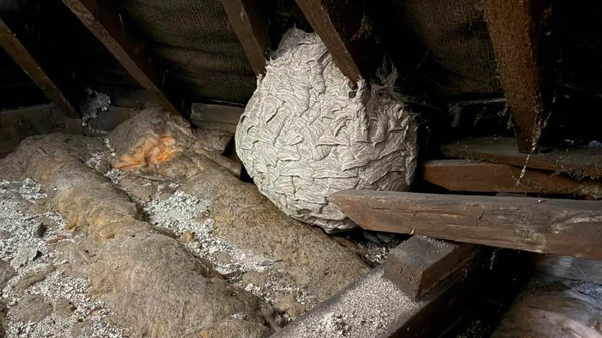 Urgent warning to Brits over an influx of WASPS: Pest control expert dubs 2025 the 'year of the insects' - and warns monster nests have already reached the size of space hoppers