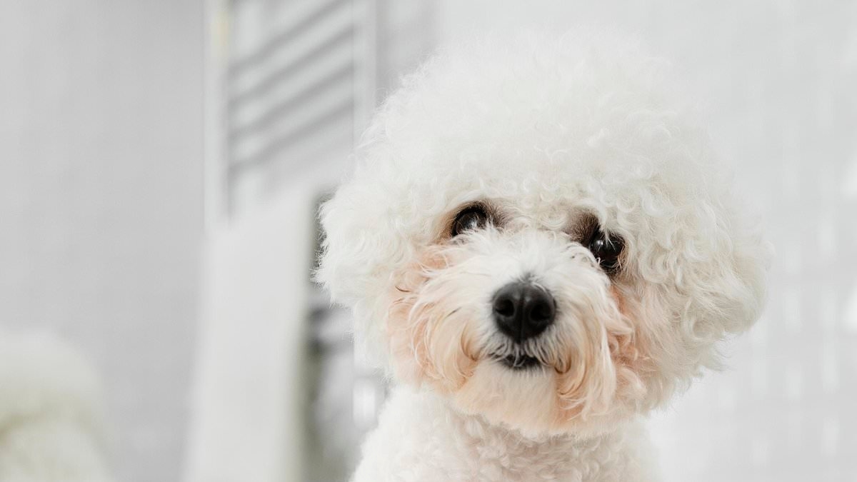 Rise of the 'Oodles': Designer poodle crossbreeds are surging in popularity - so, do you know your Bolonoodle from your Chipoo?