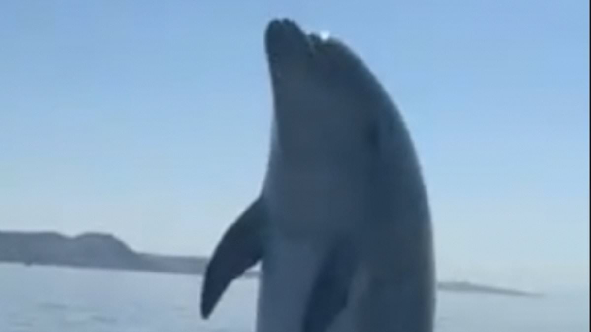 Out of the blue! Moment kayaker has incredible encounter with cheeky dolphin