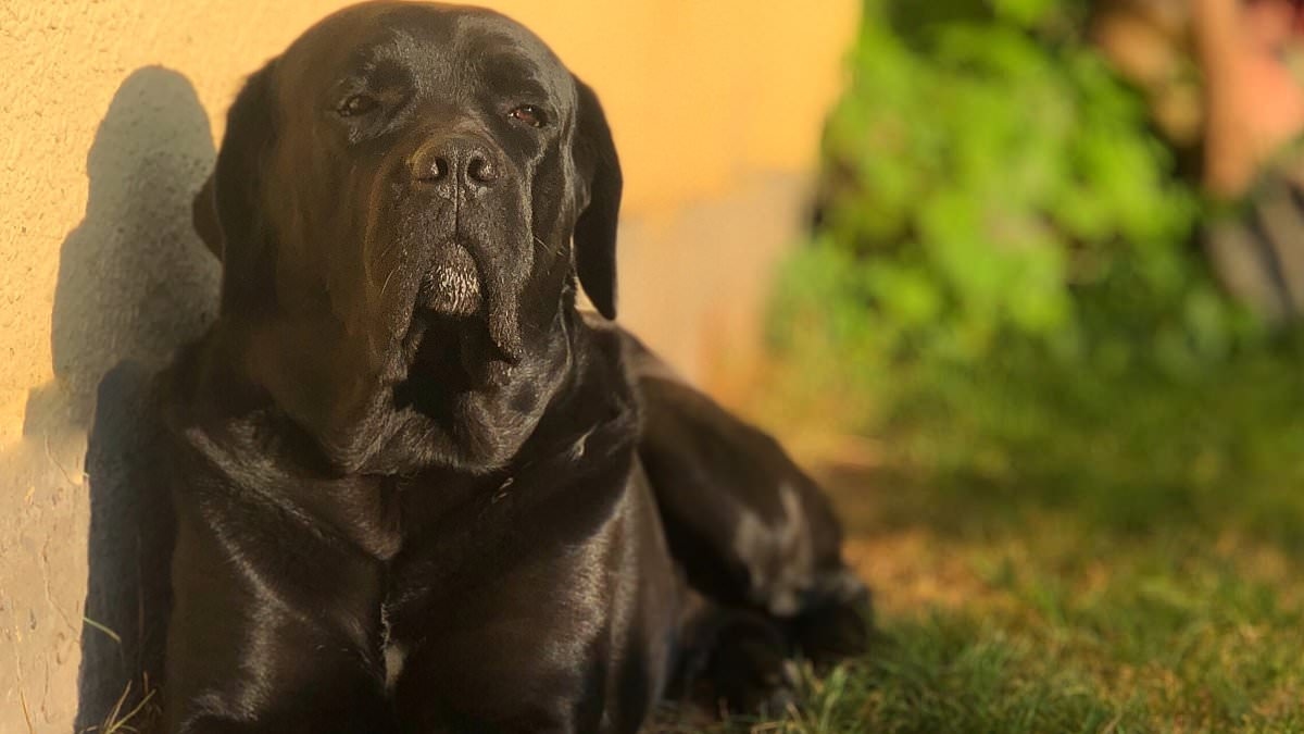 Expert issues urgent warning to dog owners over fatal bacteria in UK - and there's no cure