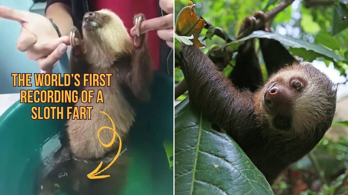 Zoologist captures the first EVER documented sloth fart on camera
