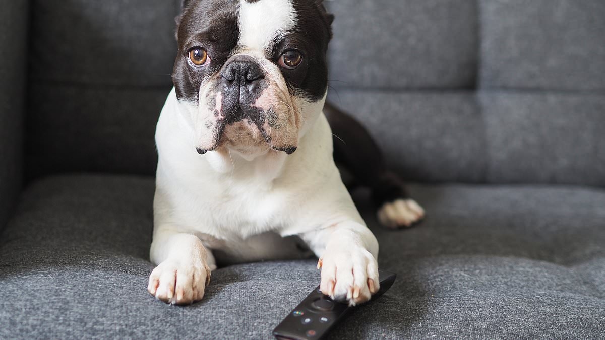 Game of Bones! Study reveals dogs' favourite TV programmes