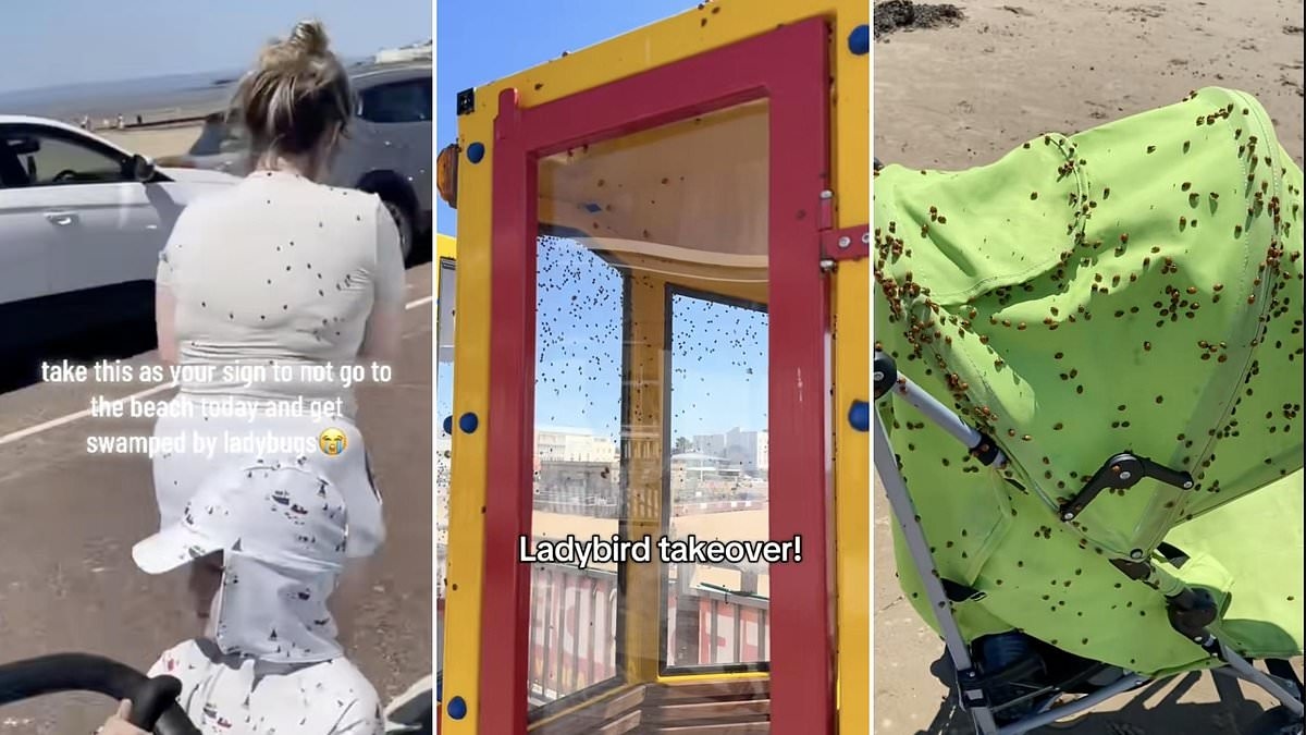 Huge swarm of LADYBIRDS hits the UK: Terrified Brits are forced to hide in their cars as thousands of beetles descend on towns and cities - in largest sighting since 1976