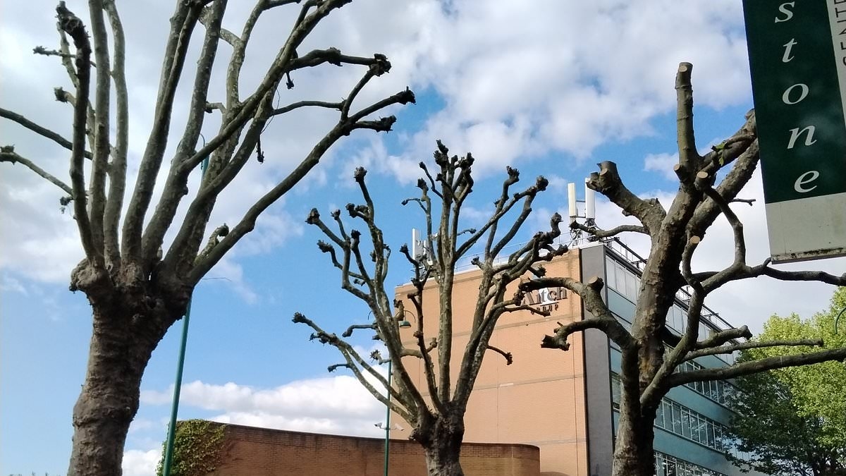 Tree pruning row explodes in Waltham Forest as families accuse council of 'brutal and inexplicable' branch trims