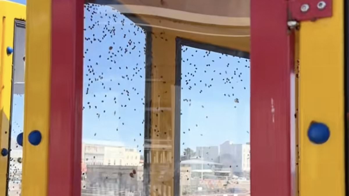 Massive ladybird swarm descends on UK, largest Since 1976