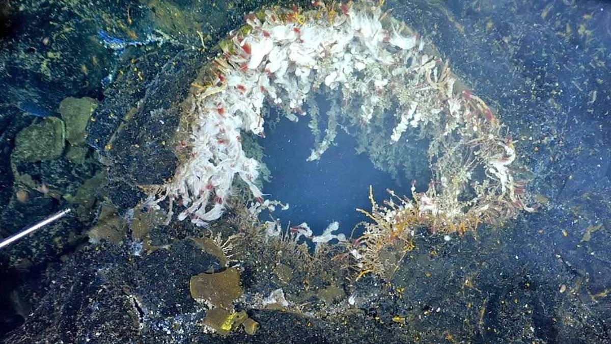 Warning as underwater volcano off US West Coast is rocked by 300 earthquakes: 'It could erupt any day'