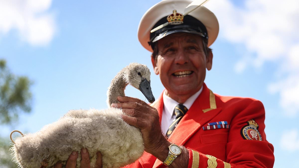 Swans are back on the Thames! Numbers of beloved Royal birds shoot up after worrying dip