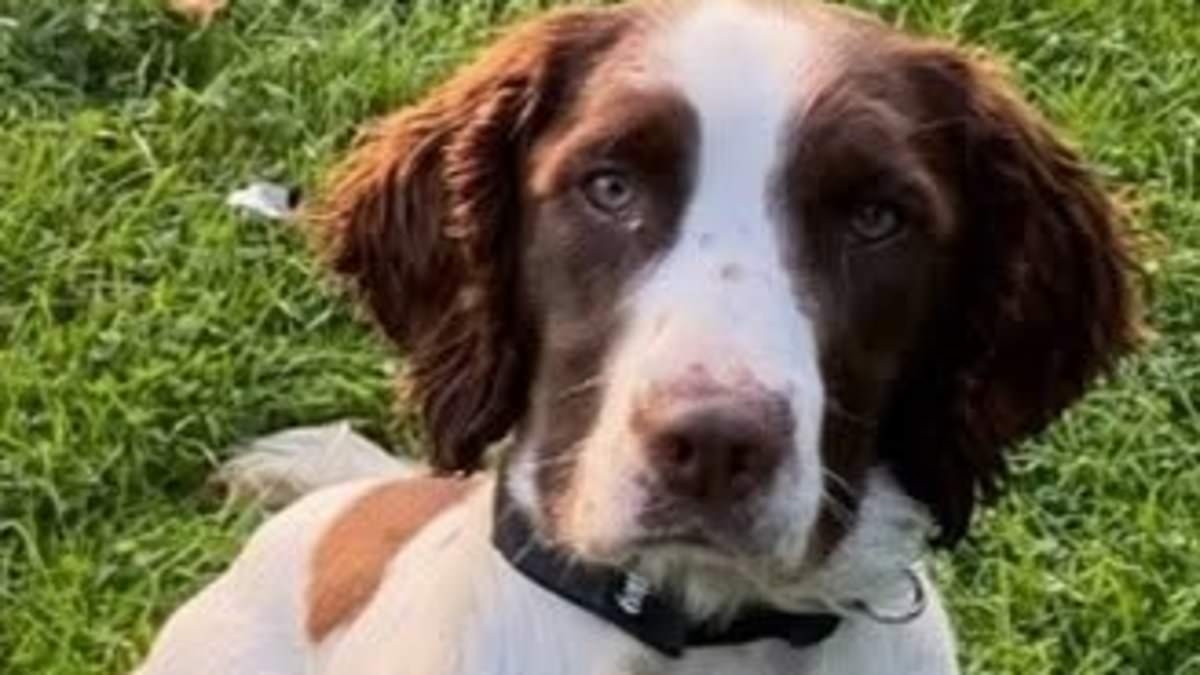 Bert the police dog who took part in Queen's funeral and once sniffed out £250,000 of cash in single search dies in car crash
