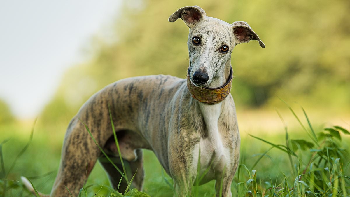 Expert issues urgent warning over common plant in the UK that could be FATAL to your dog