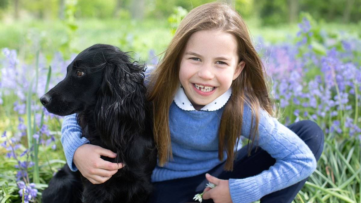 Spaniels replace 'unhealthy' French bulldogs as UK's favourite dog breed