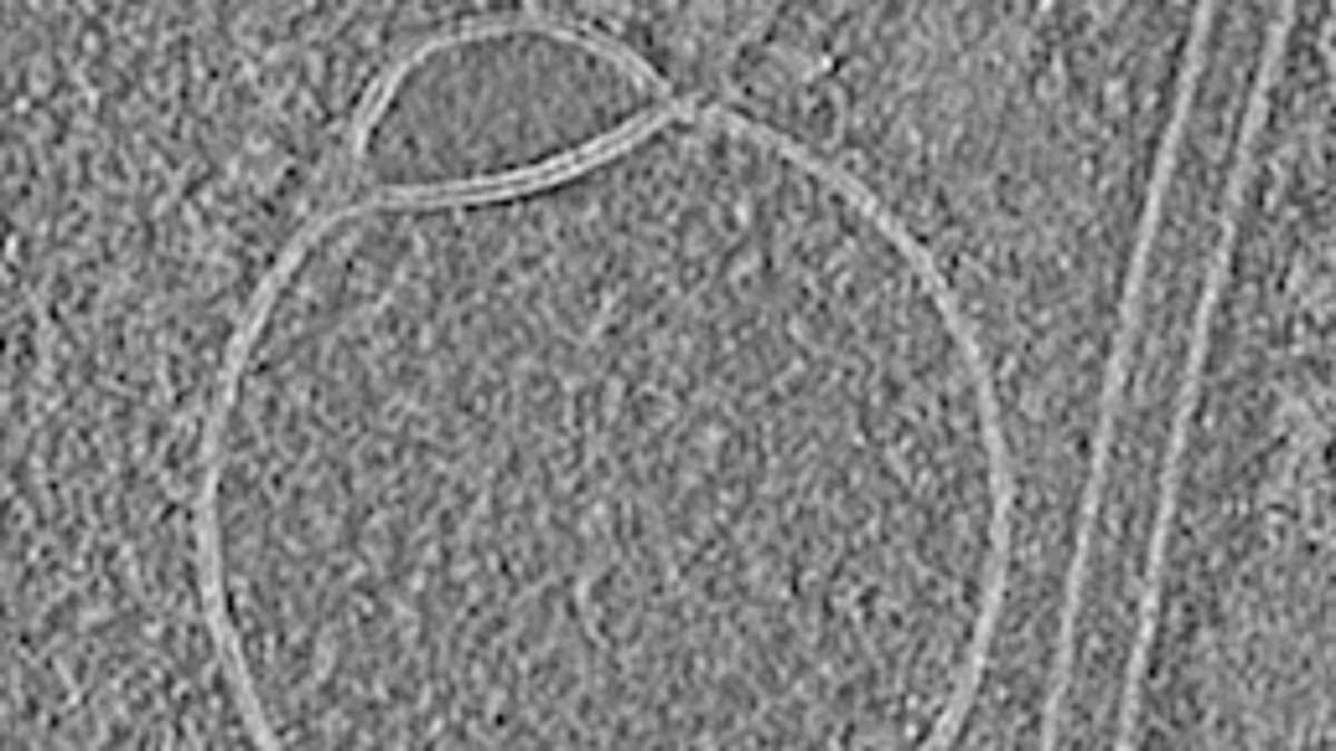 Scientists are BAFFLED after discovering a mysterious new structure hiding inside human cells