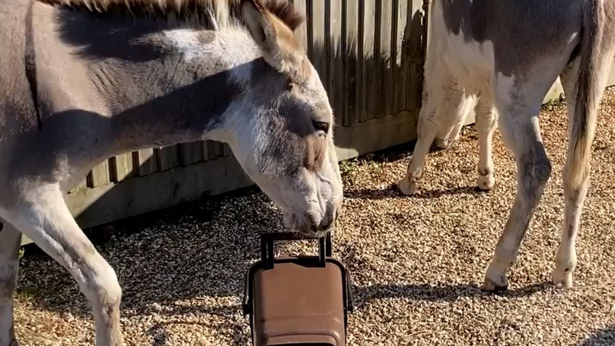 New Forest donkeys spark backlash from furious locals after raiding council wheelie bins for leftover food