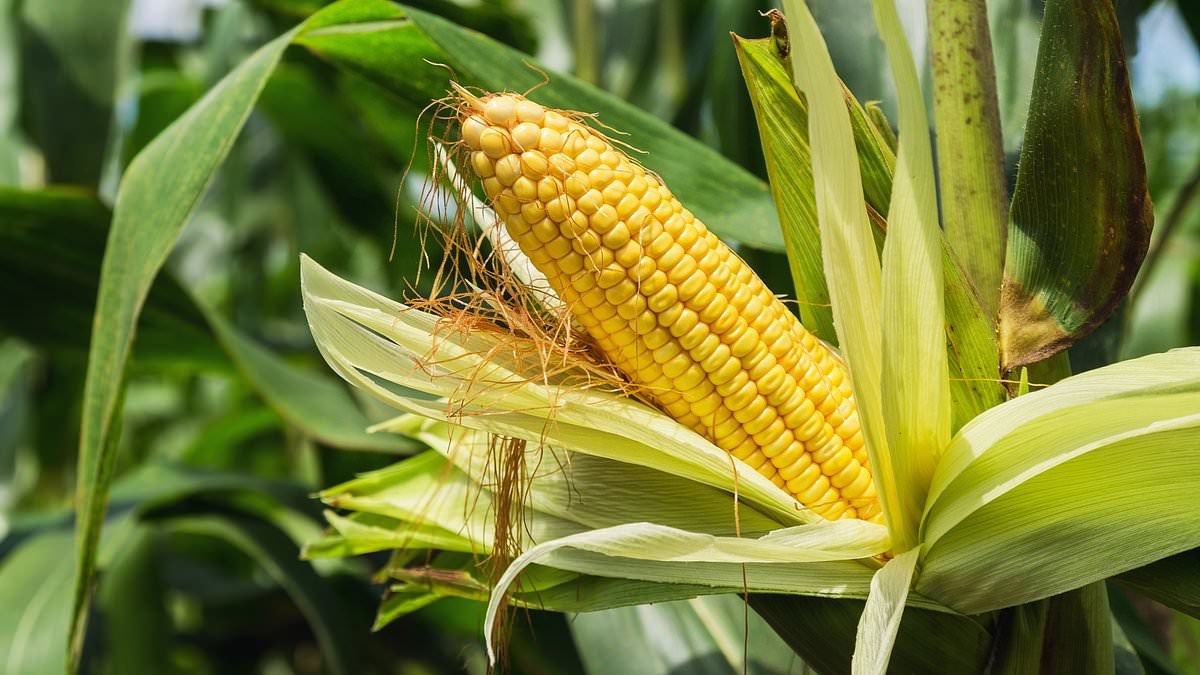 Why 'corn sweat' is to blame for massive 100-degree heat dome affecting 200 million Americans ALL WEEK