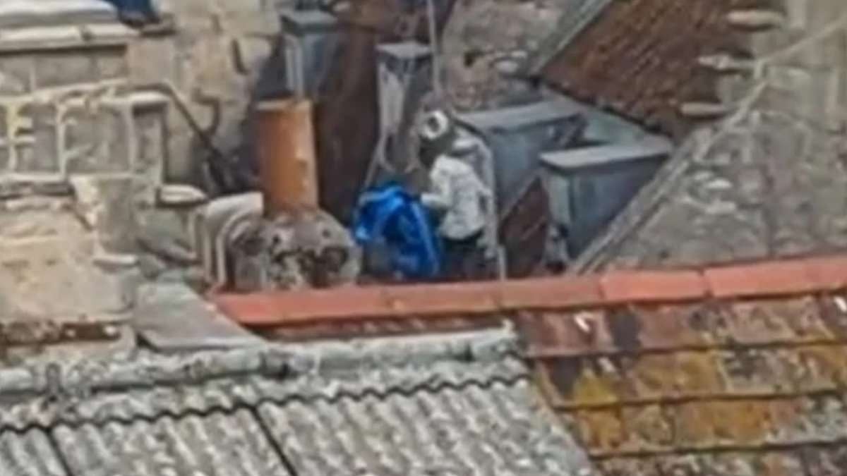 CCTV released after baby seagulls attacked and killed with an umbrella