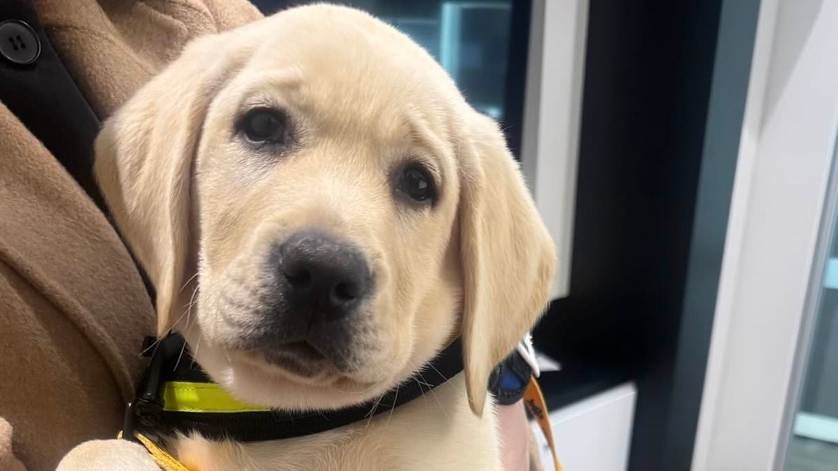What EVERY Australian needs to know about the future of these 10-week-old puppies