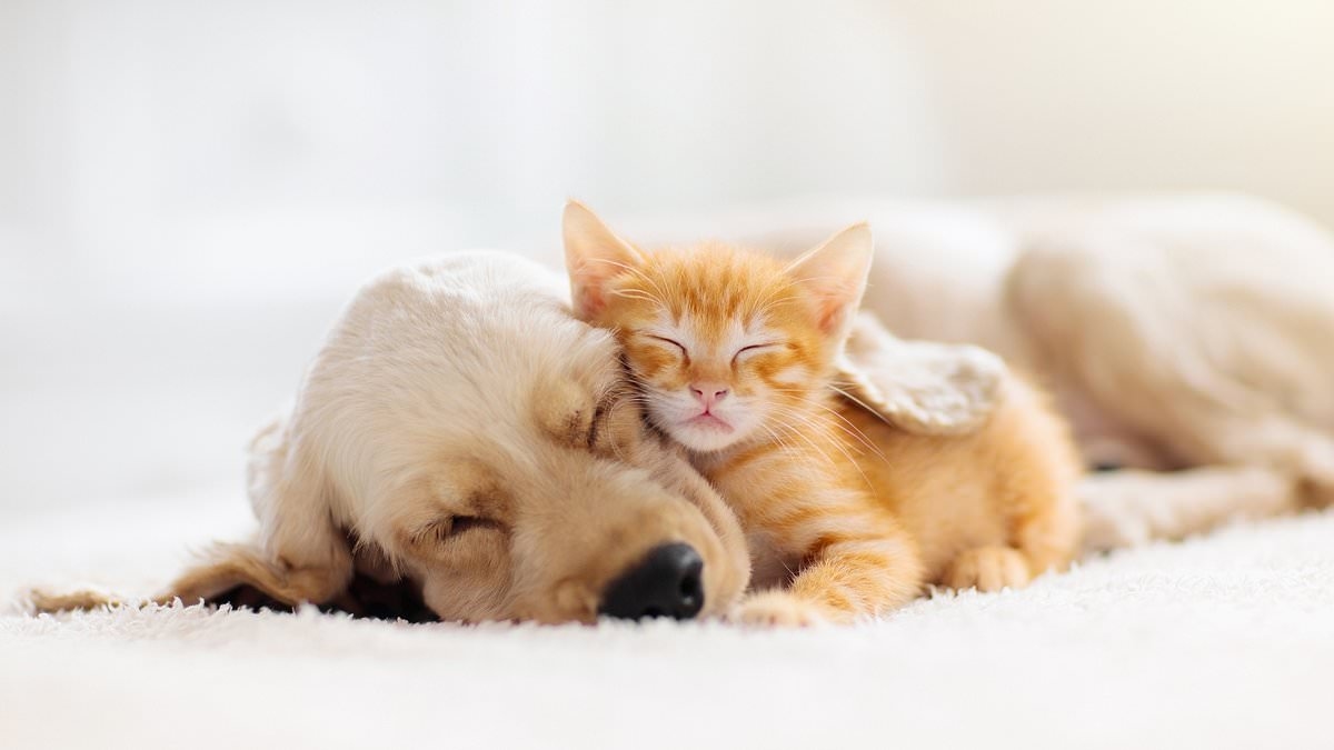 Neurologist warns of serious issues which can be triggered by playing with cute pet owned by millions
