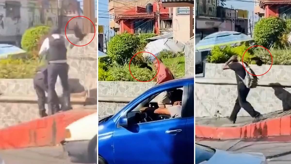 The real Angry Birds! Moment furious grackles divebomb and attack passersby