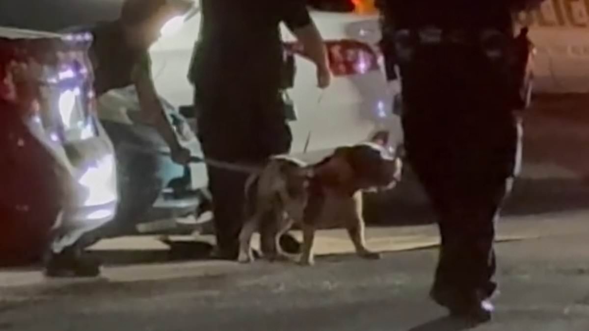 Terrifying fury of aggressive dog that viciously mauled owner leaving her with severe life-threatening injuries