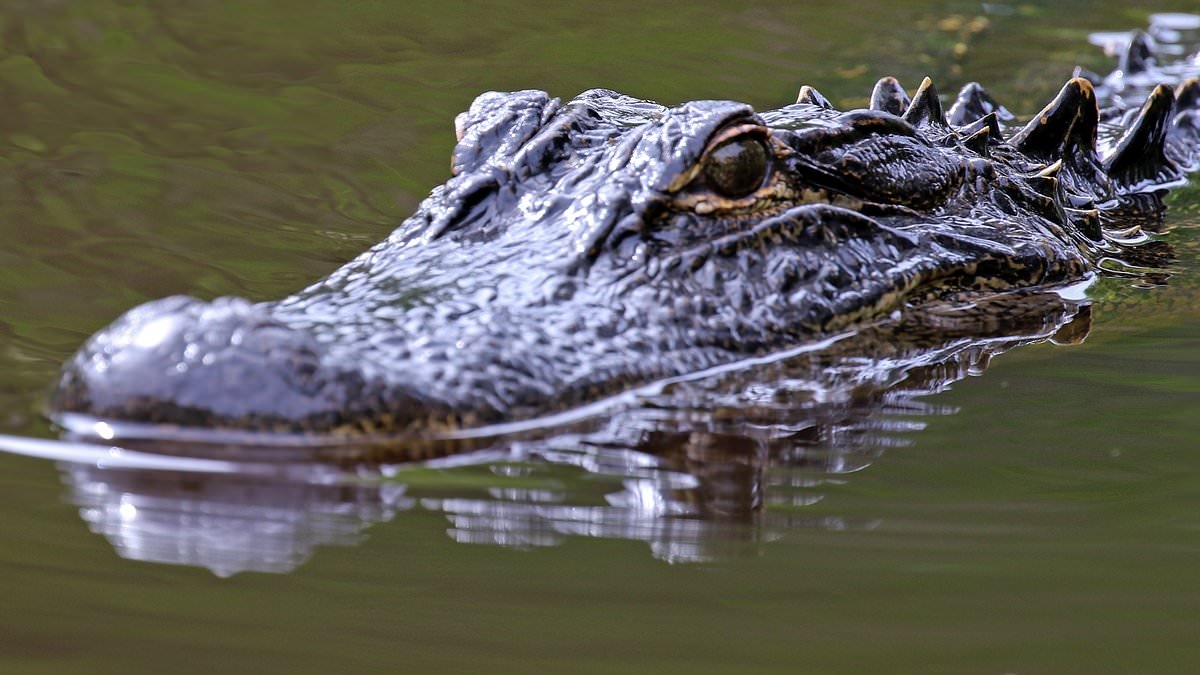 Hungry alligator shows astonishing 'mercy' to Florida woman, 27, moments after attacking her