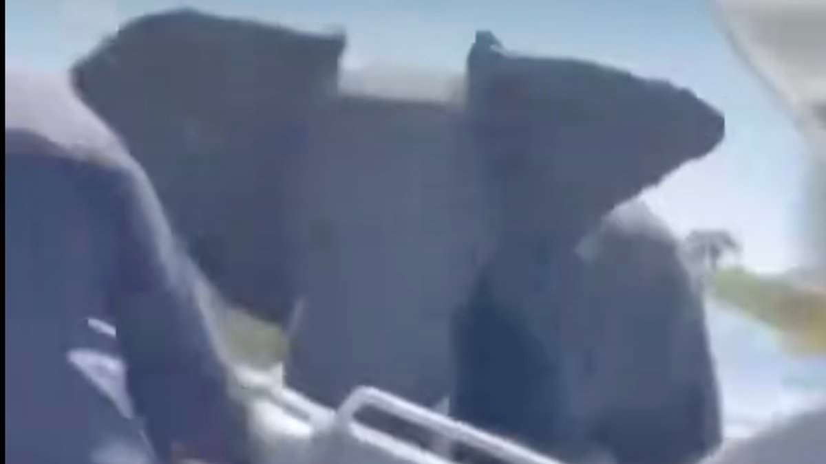 Moment enraged elephant charges at boat filled with terrified Brit safari tourists and lifts the vessel up with its tusks in croc-infested Botswana river