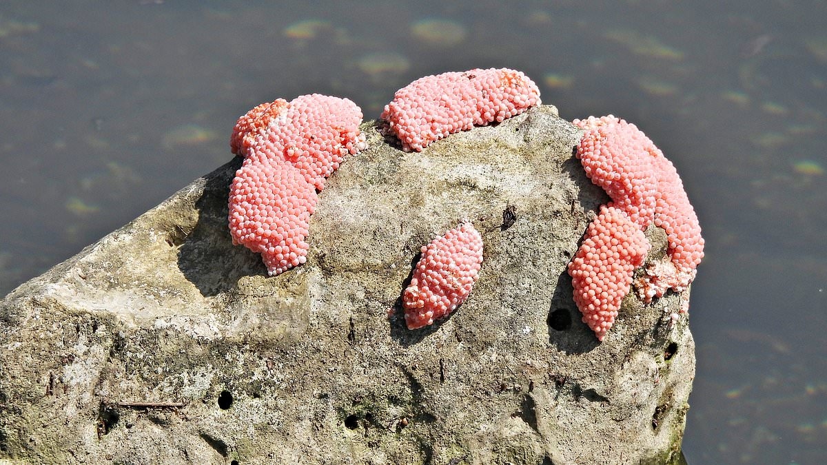 Americans told to destroy parasite-infested pink blobs invading Florida: 'Crush on site'