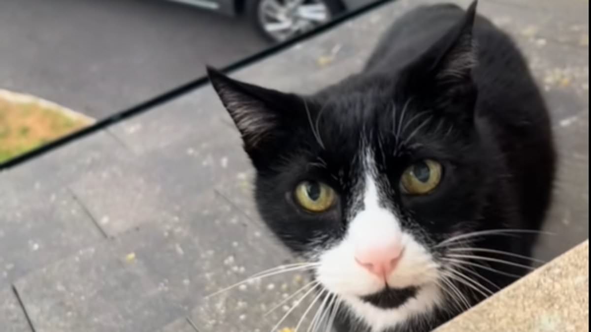 Social media users are baffled by a video of a cat with a 'British accent' – as one viewer claims it's 'definitely a Scouser'
