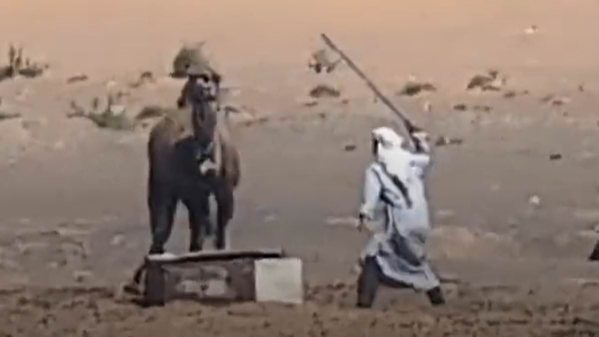 Horrifying video shows camel being beaten by its cruel owner in Morocco - as rights group warns tourists of dark underbelly of animal rides