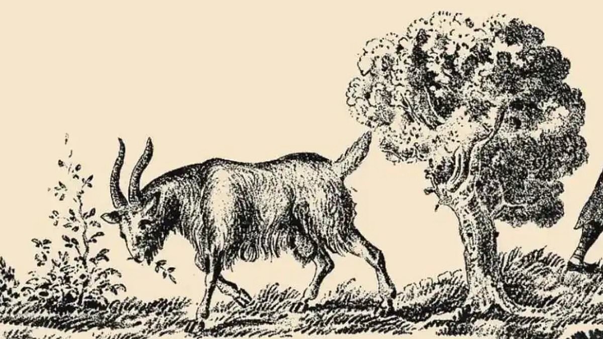 This picture of a goat has a woman hidden in it - so, can you spot her?