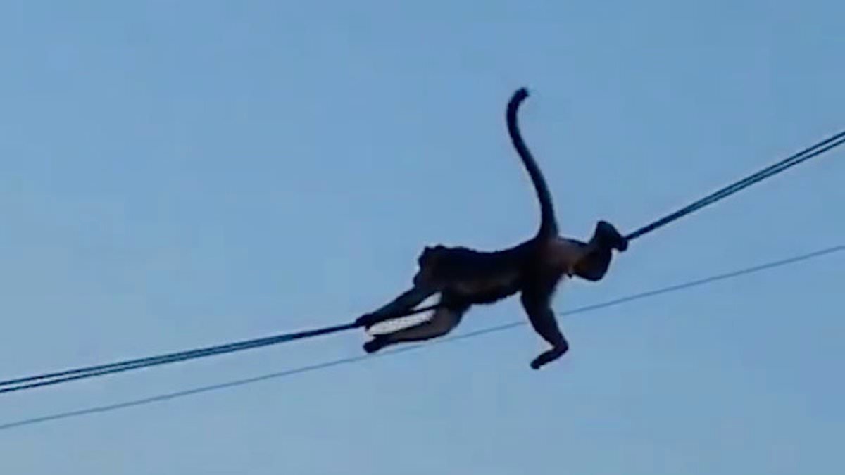Monkeys spark deadly stampede after snapping electric cable triggering panic in packed Indian temple