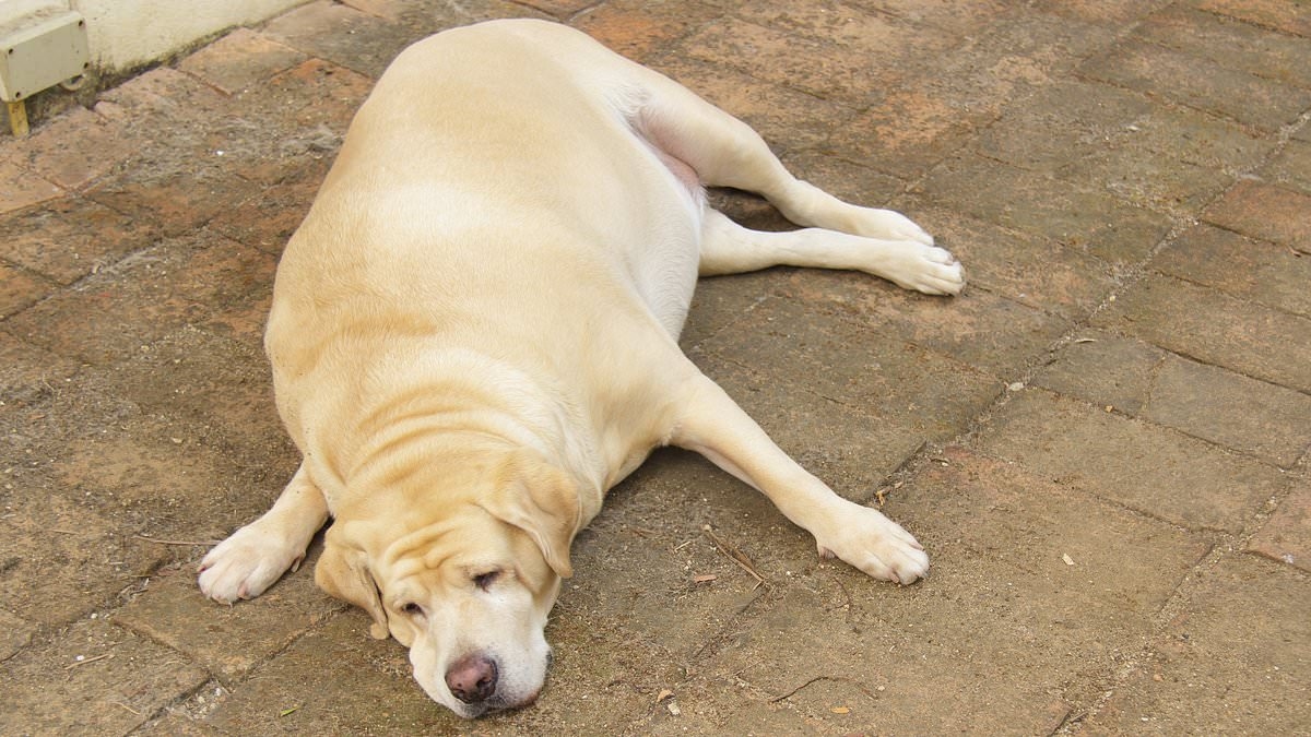 Study reveals the dog breeds most prone to being OVERWEIGHT – so, is your pup on the list?