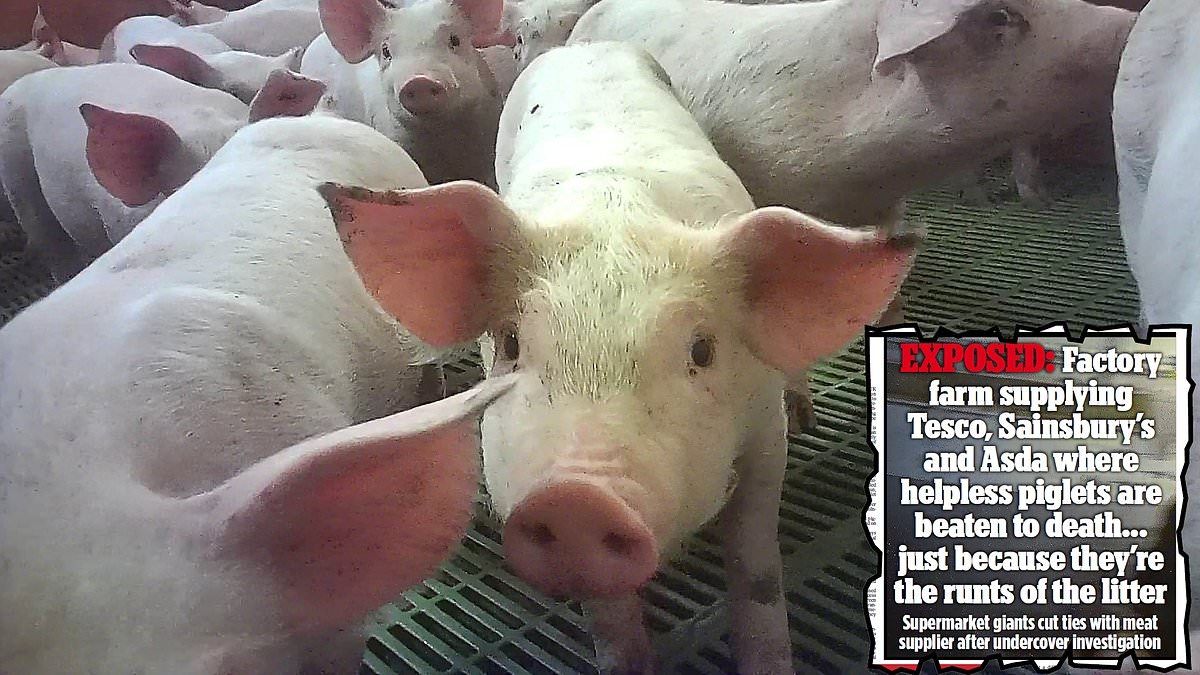 Pork producer Cranswick sacks four workers in animal cruelty probe at one of its pig farms