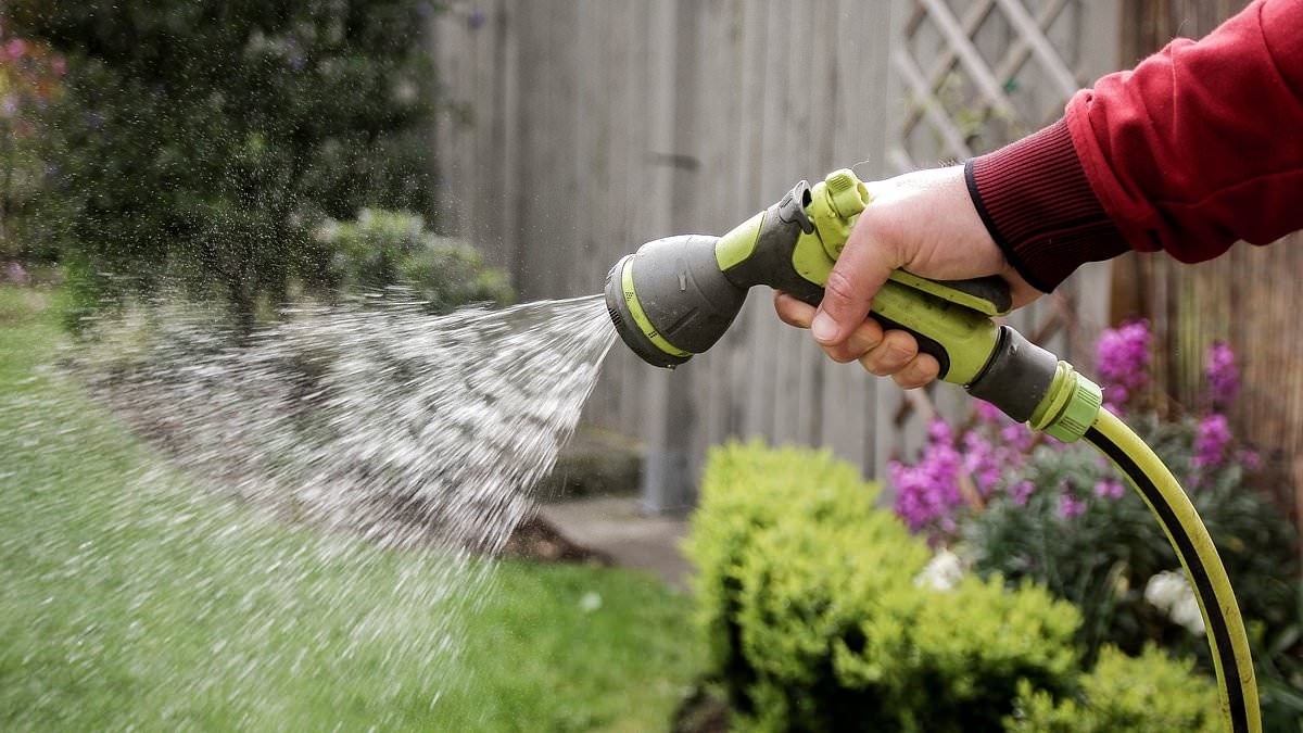 I'm watering my lawn during the hosepipe ban but fear my neighbour seeing: I get so many letters like this, says lawyer DEAN DUNHAM. Do you know the risk you're taking? This is how your water company will find out