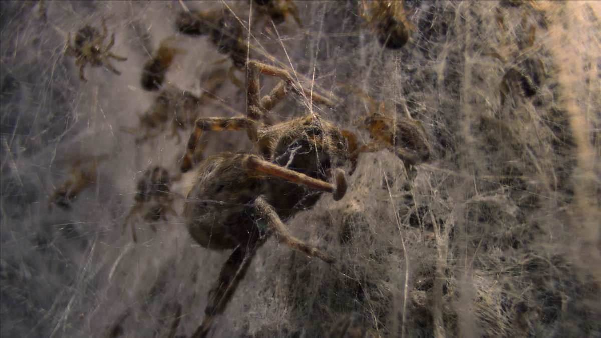 The horrifying never-seen-before parent-child spider bloodbath that David Attenborough says will 'chill to the bone'