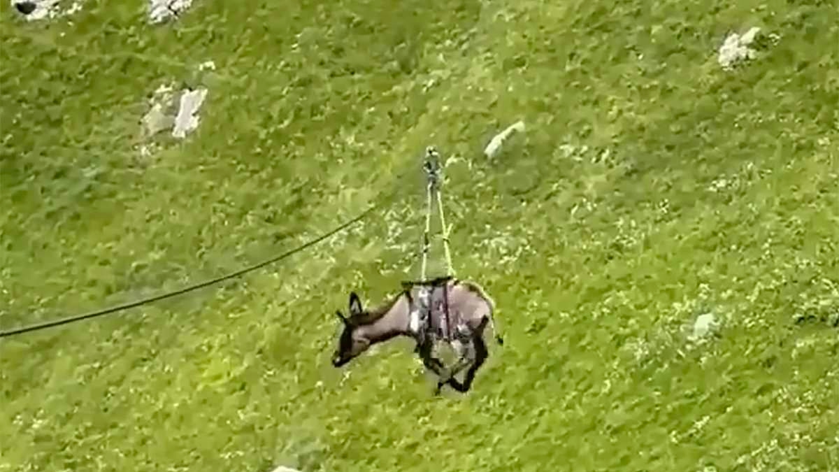Moment thug sends terrified donkey over a cliff on 330ft zipline ride in front of laughing onlookers as cruel stunt sparks fury