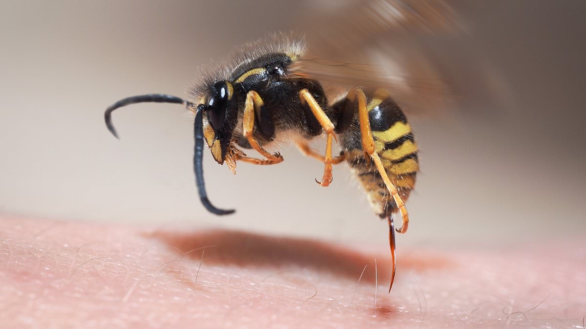 Urgent warning to Brits over an influx of angry WASPS: Pest control expert warns insects are stinging more than usual amid the hot weather