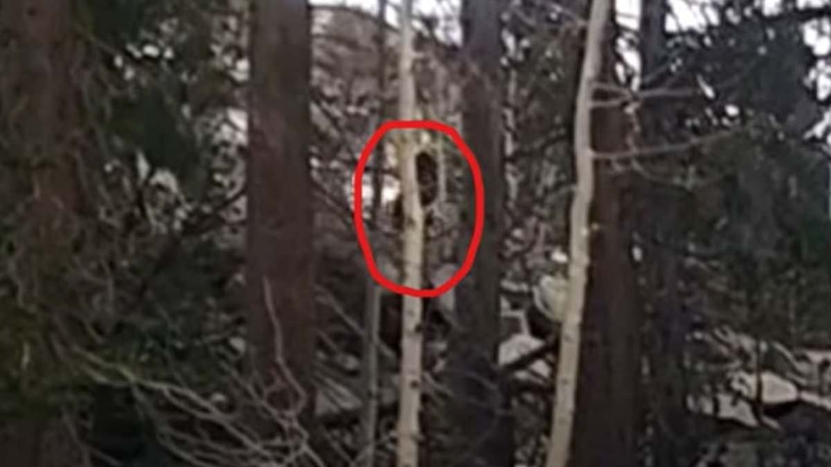 Shocking video captures 'Bigfoot' sprinting through the woods in broad daylight
