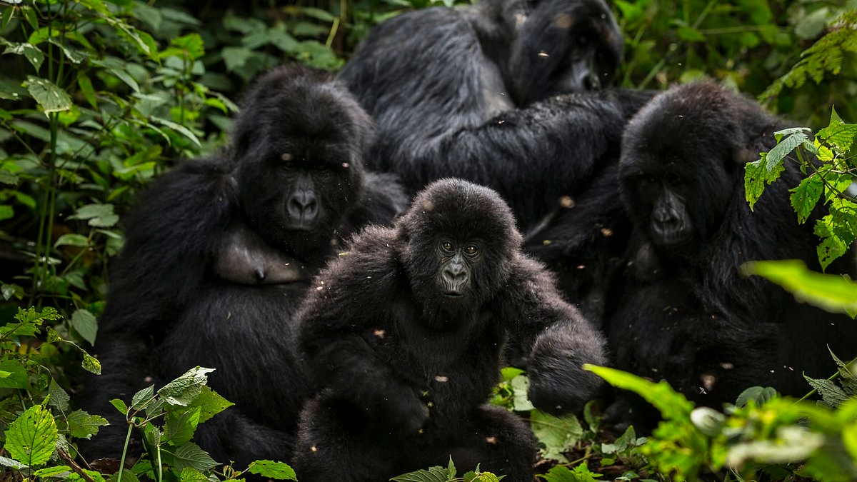 Fears for crucial gorilla habitats as pristine forests are opened to bids for oil and gas drilling in the Democratic Republic of Congo