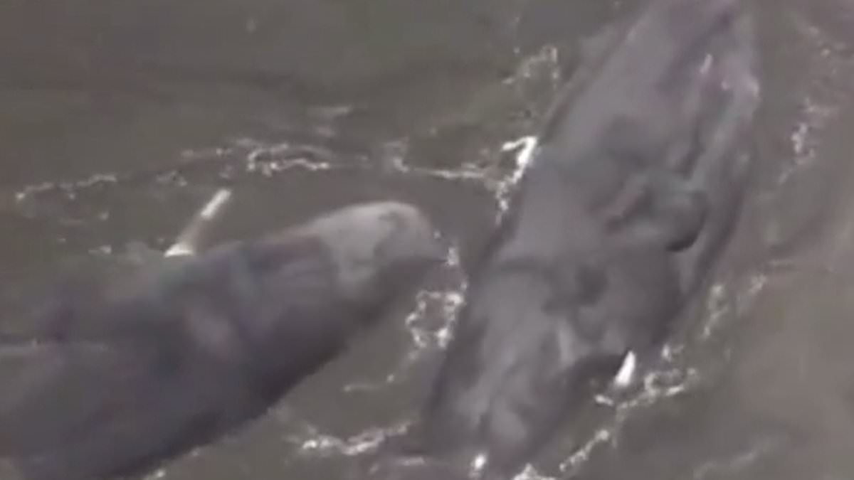 Four whales beached in Japan could have been stranded by huge earthquake